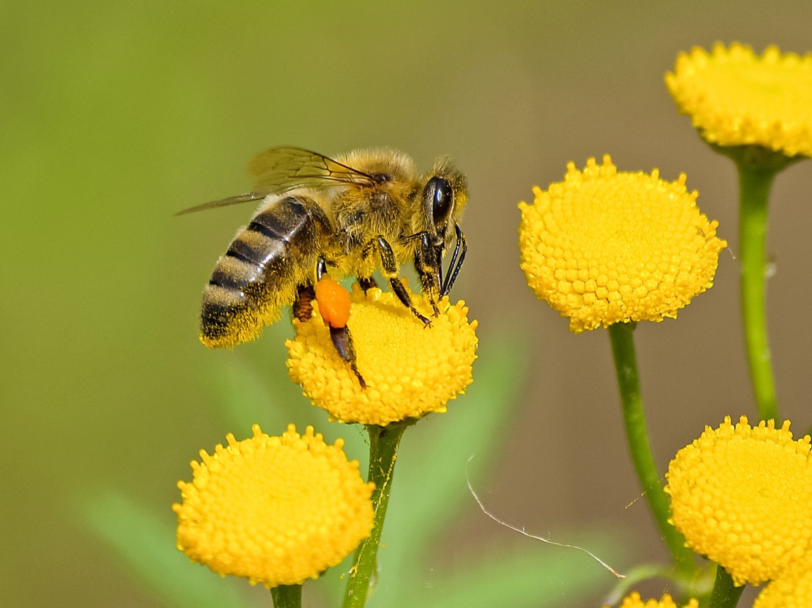 Bee and Wasp Stings | Safety First Welling