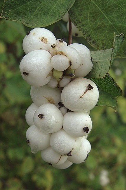 snow berry 7537651 640